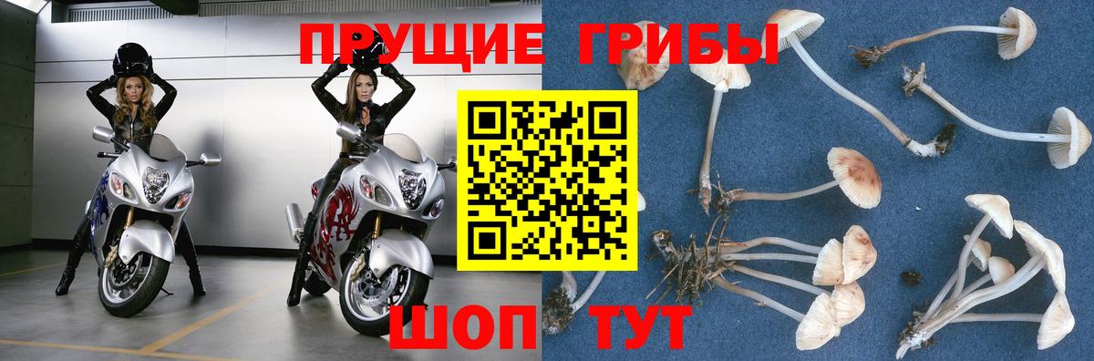 Псилоцибиновые грибы Cubensis Славгород